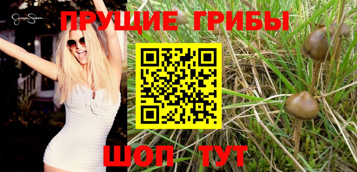 Галлюциногенные грибы Cubensis  Вход с VPN  Галлюциногенные грибы мицелий  Удомля 